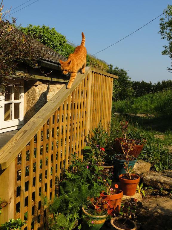 Borea Barn Vegetarian B&B St Ives Exterior foto